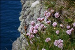 Thrift or 'Sea Pink' (Armeria maritima) on cliffs